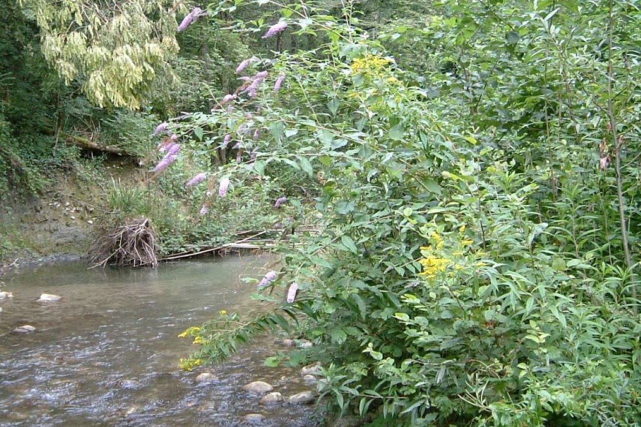 2006 08 bosquet de buddléia sur le bord d'un cours d'eau 1280