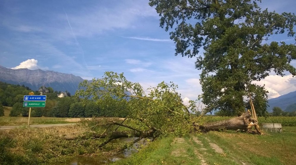 Un arbre couché sur le Gelon