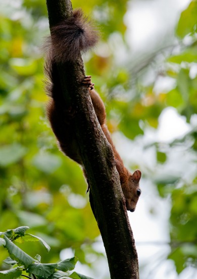 Un écureuil sur une branche