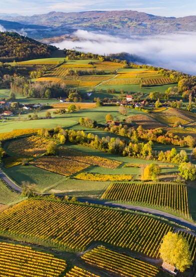 Paysage viticole en Savoie