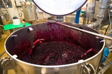 Une cuve pleine de myrtilles