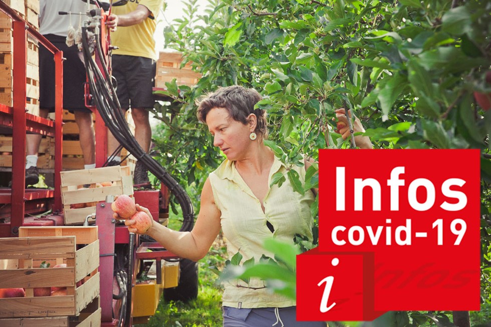 Une agricultrice cueille des pommes