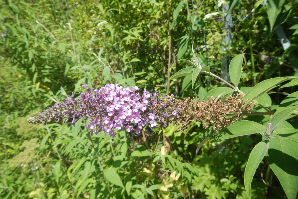 Un buddleia en gros plan