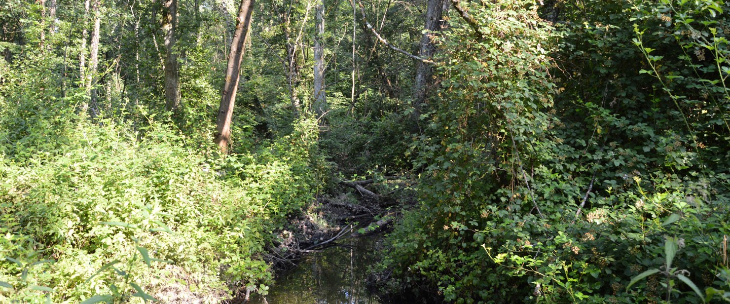 Un sentier dans le sous bois