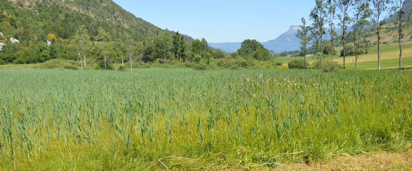 Une partie du marais