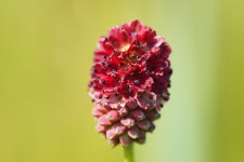 SanguiSorba officinalis / Crédit : Gilbert Billard