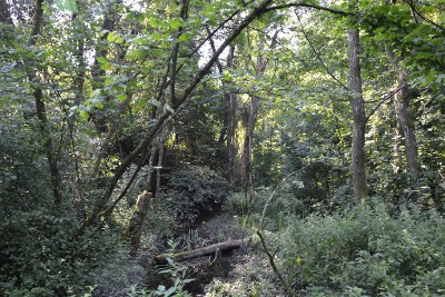 Un sous bois du marais