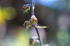 Epipactis_microphylla