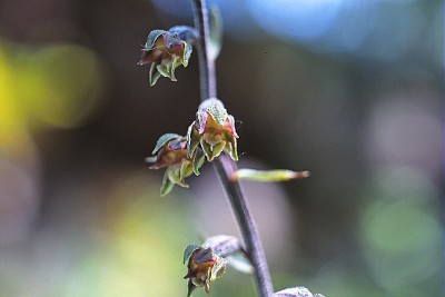 Epipactis_microphylla