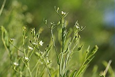 Thesium_linophyllon, Crédit : Gilles Pache