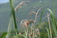 Une plante du marais