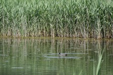 Une poule d'eau dans le marais