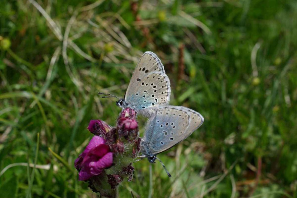 Azure du serpolet