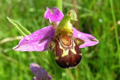 Une fleur - Crédit : Sprengel BILLARD Gilbert CBNA