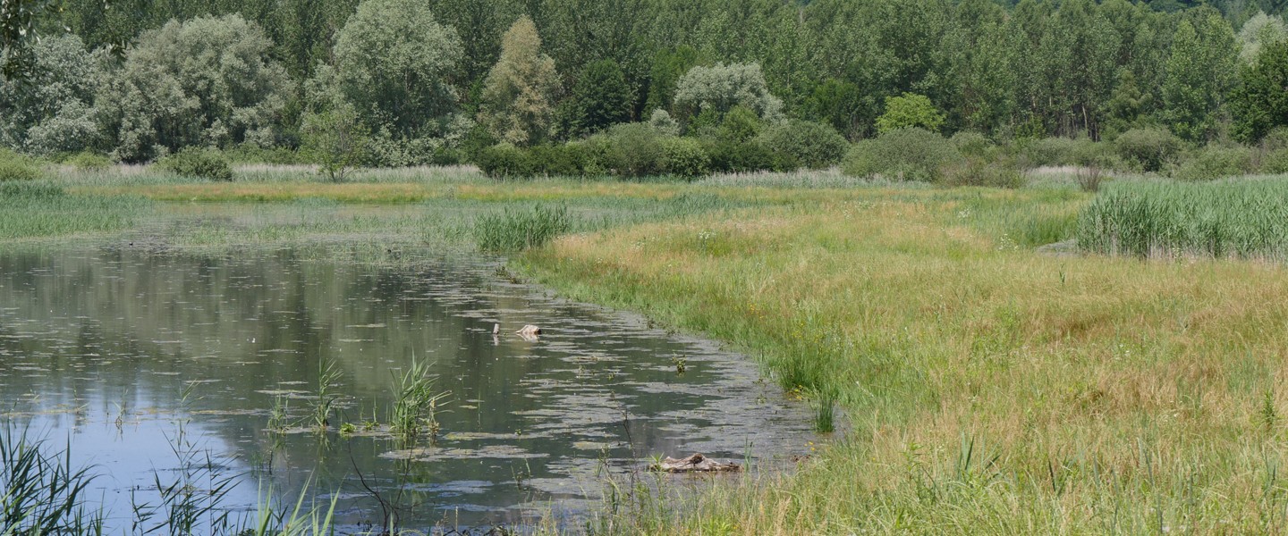 Le marais des Lagneux