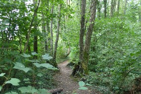 Le bois des Chassettes