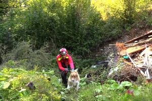 Un chien en exercice de recherche