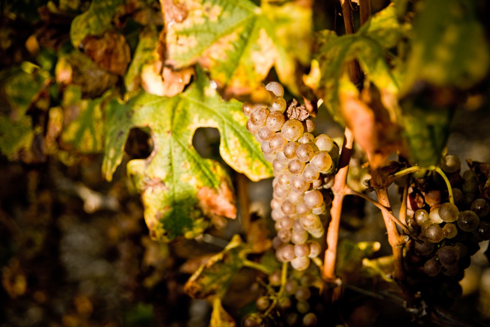 Grappe de raisins blancs sur la vigne