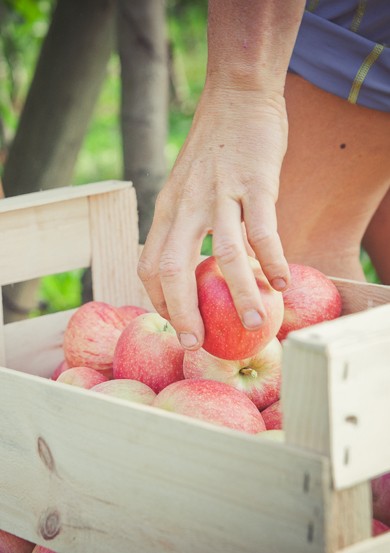 Une main ramasse une pomme