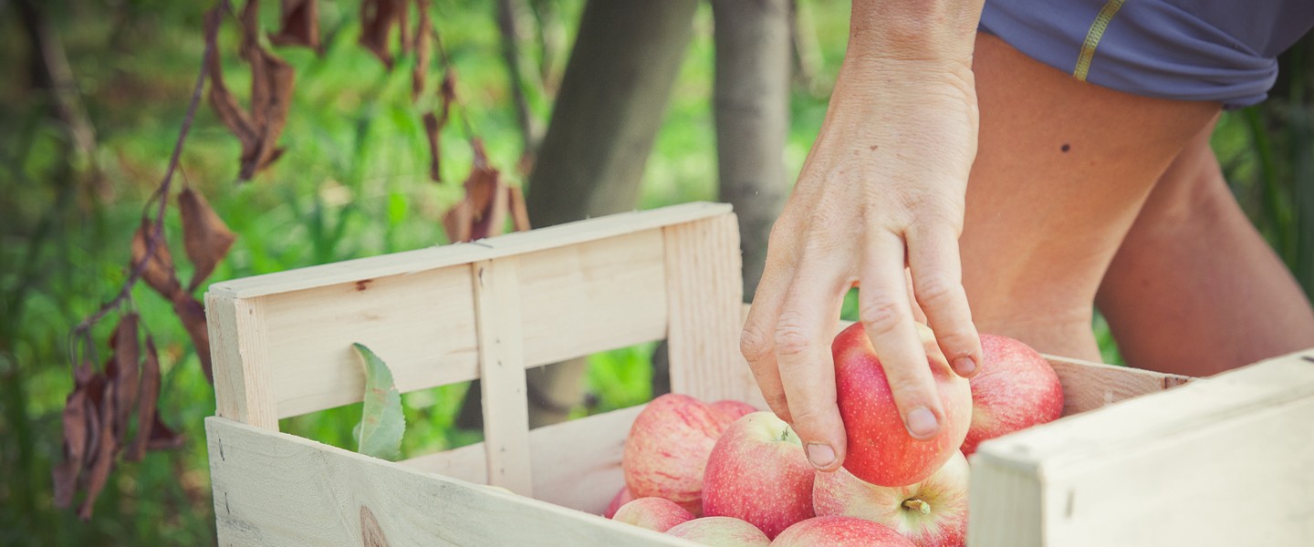 Une main ramasse une pomme