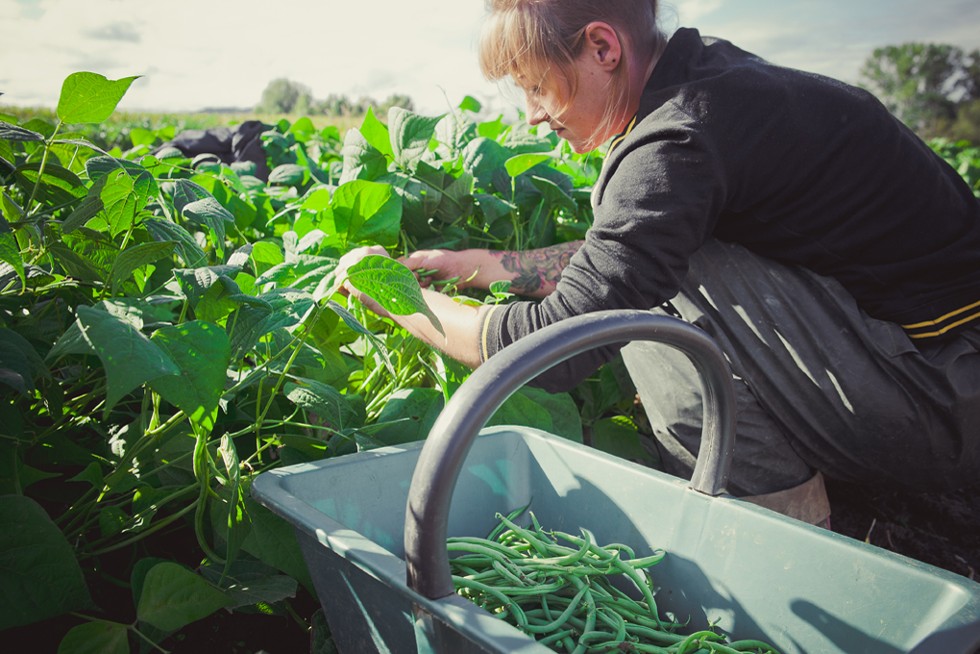 Une agricultrice cueille ramasse des haricots