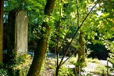 Les gorges : vue du sous-bois avec stèle