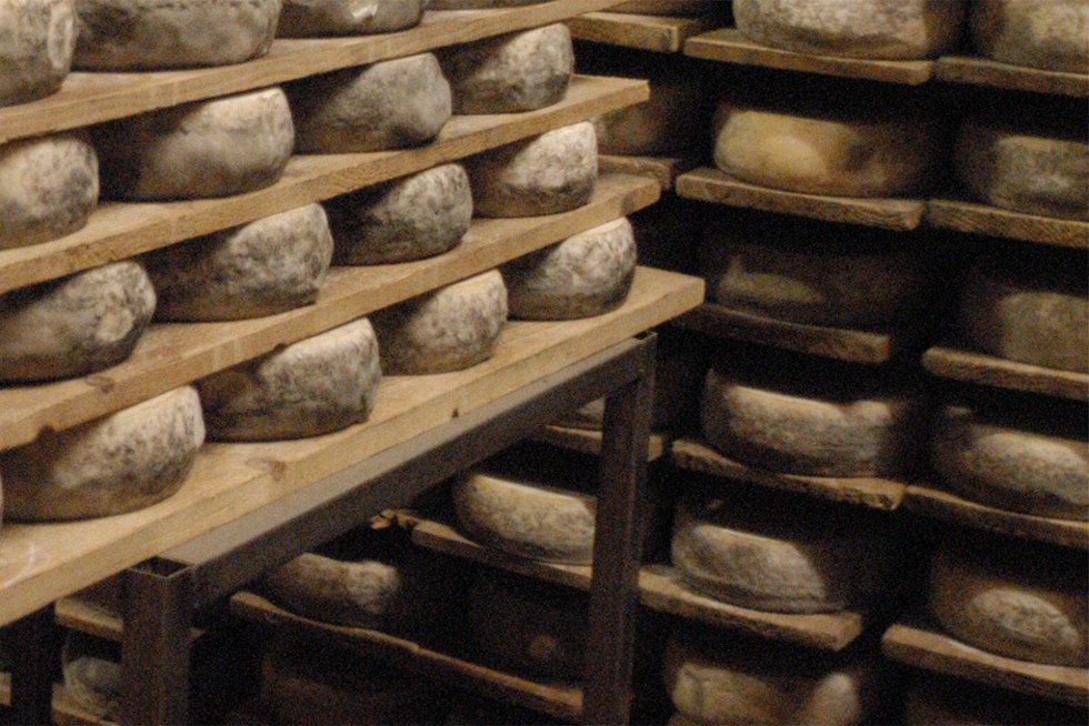 Des fromages sur des étagères