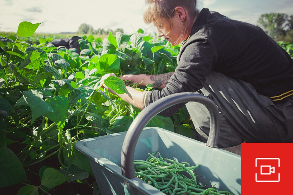 Une agricultrice ramasse des haricots