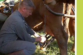 Un agriculteur trat ses vaches