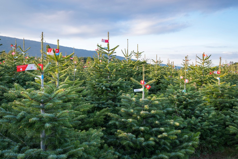 Des sapins