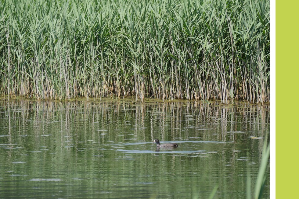 Des canards sur une zone humide