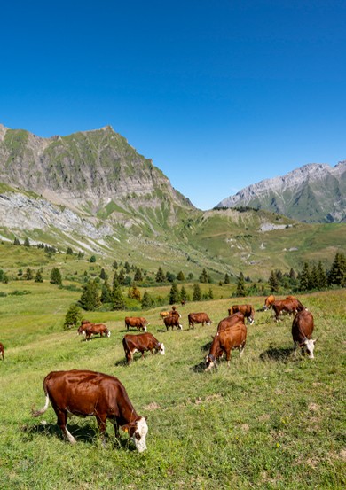 des vaches en alpage