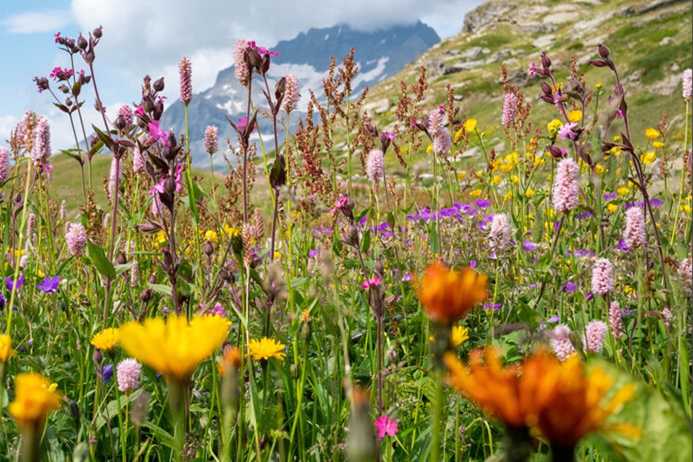 Des fleurs en montagne