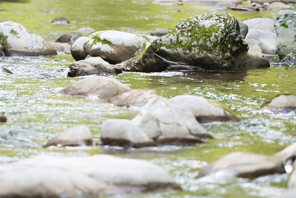 De l'eau dans un torrent