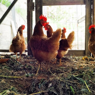 Des poules dans un poulailler