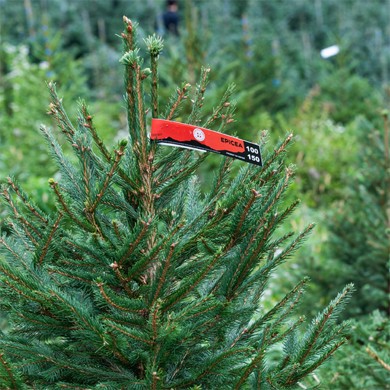 Un sapin avec l'étiquette