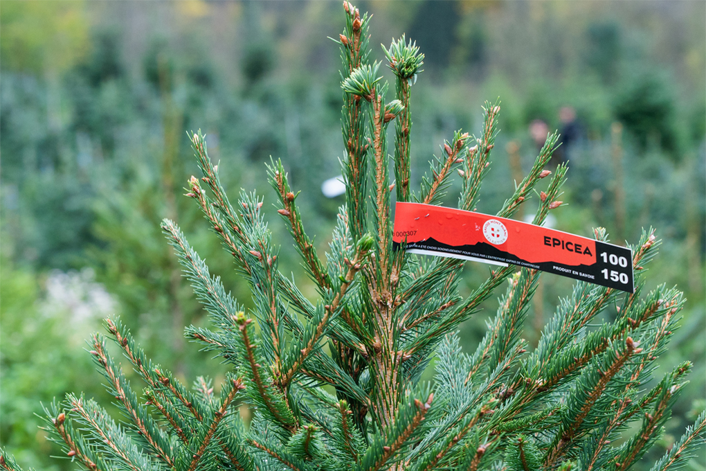 2022 12 Sapins CRumillat 1020