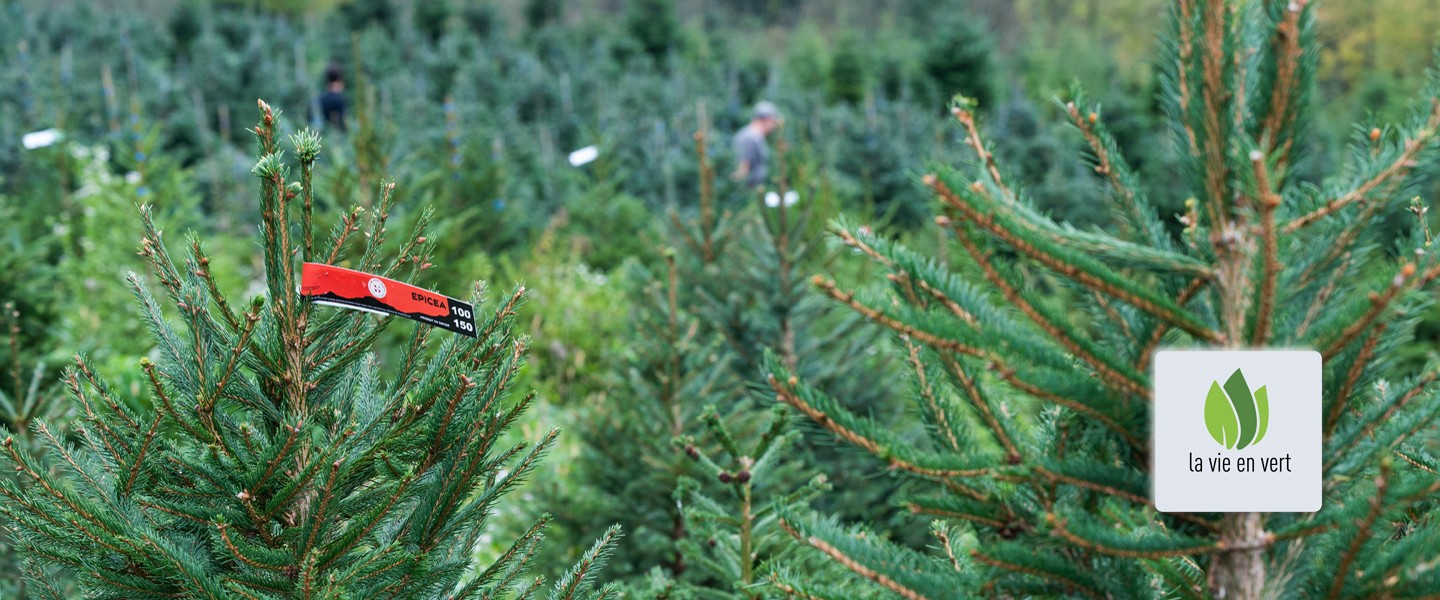 Un sapin avec l'étiquette