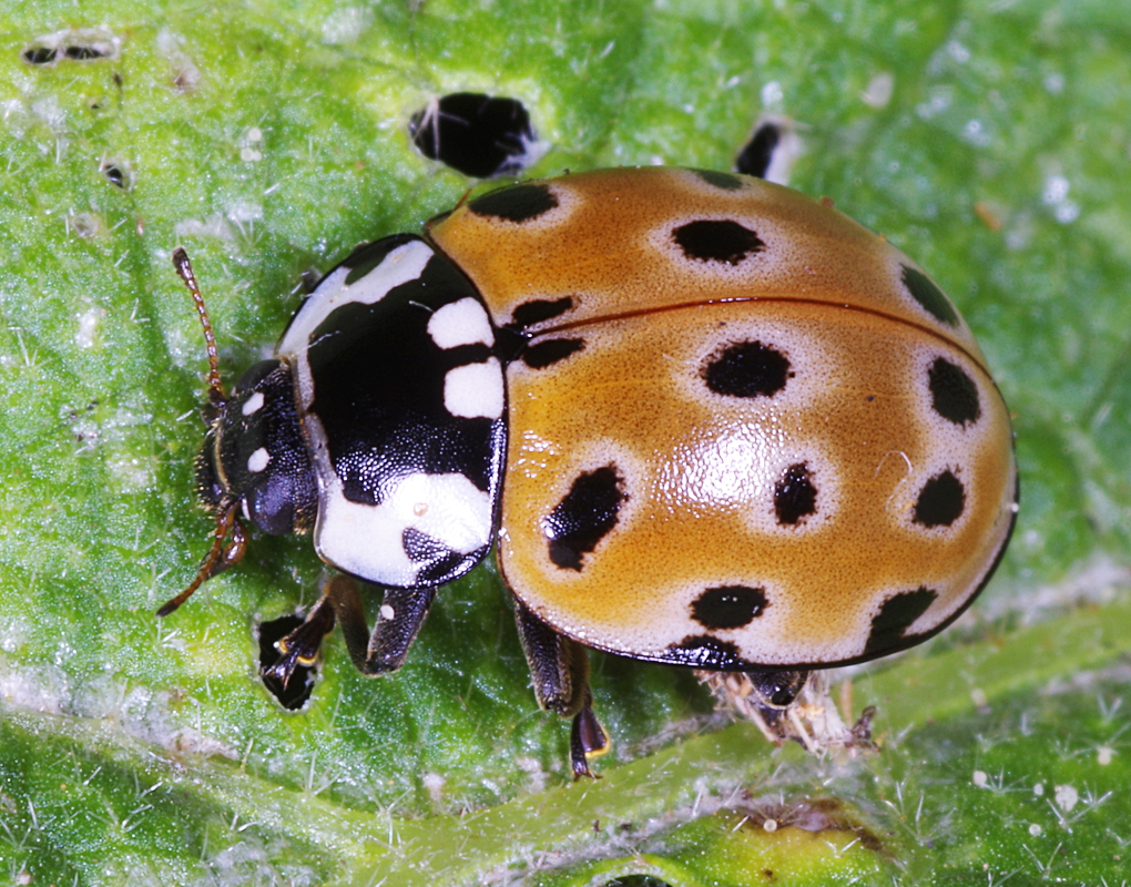 2023 04 coccinelle ocellée CAndreMiquet 1020