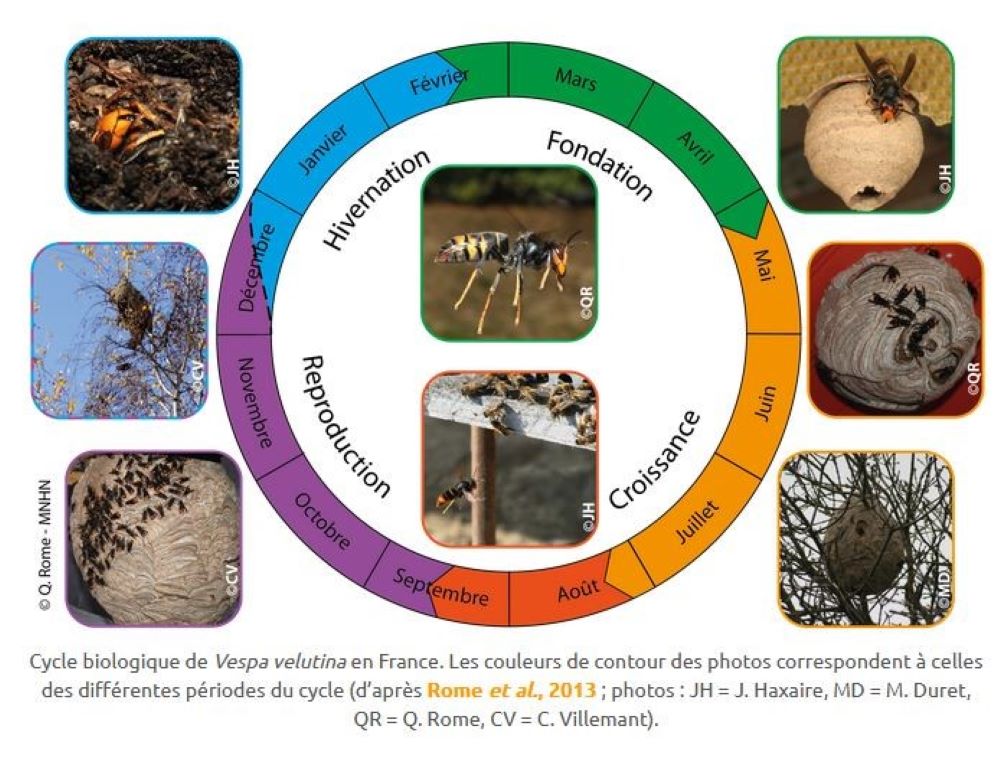Cycle-biologique©Q.Rome-MNHN
