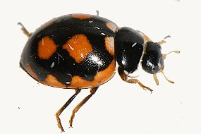 coccinula sinuatomarginata