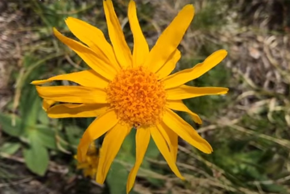 une fleur