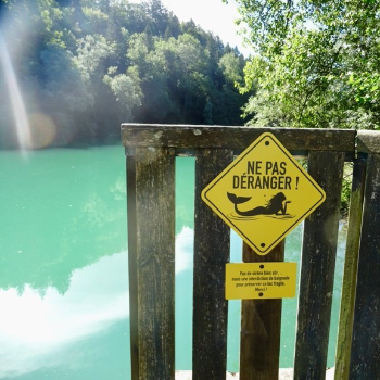 Nudge sirene Lac de la motte 2