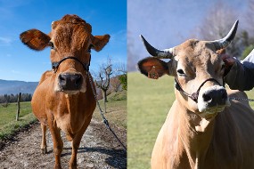 Les deux vaches