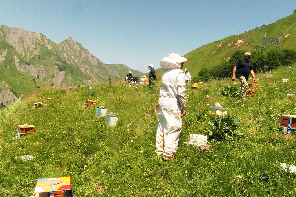 2025 06 Abeilles 1020 DR