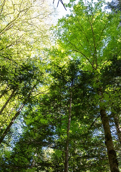 un sous-bois
