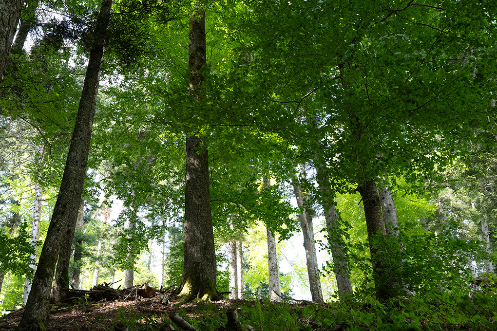 2025 10 DS Bois Forêt 1020