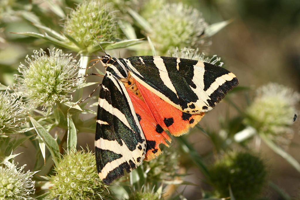 Ere - Euplagia quadripunctaria Rémuzat (26) 18-08-2007 copie