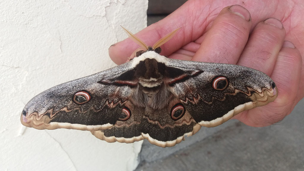 Lep - Sat - Saturnia pyri ARG-BOT 16-05-2020 copie