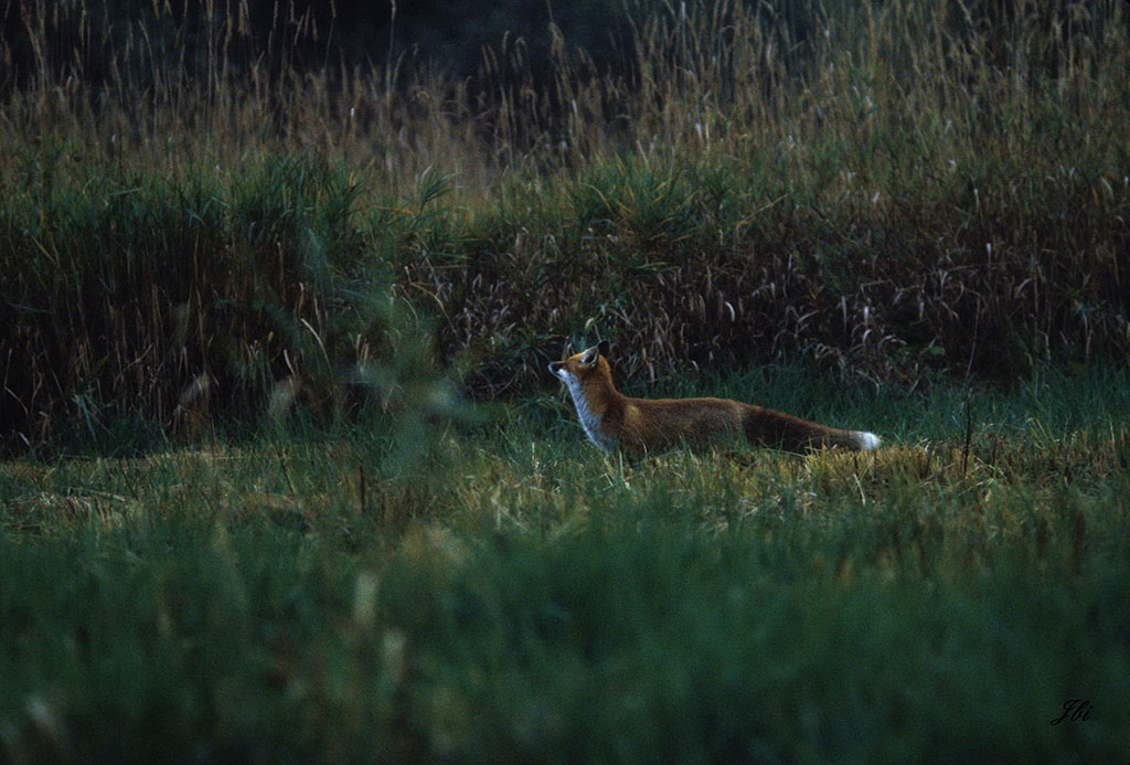 Renard - Jean Bisetti copie